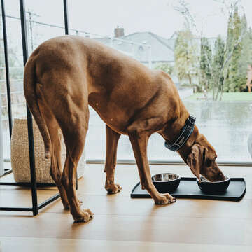 Hundefutter 360x360